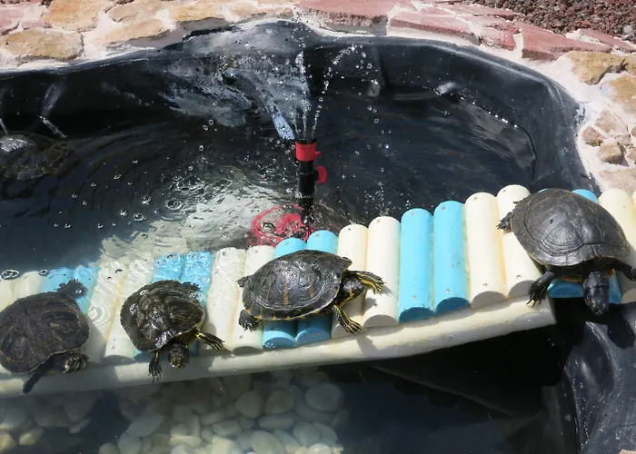 Florida Apartment Caleta De Fuste